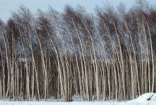 Юбилейный вечер «Дунаевские. Двойной портрет»